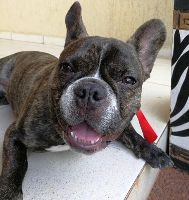 TotoGonzalez's tweet photo. Buscan a Chester! Se extravió en Luque. Ya que estamos de suerte podemos compartirla con los Acuña! https://t.co/IJYez4ZyAt