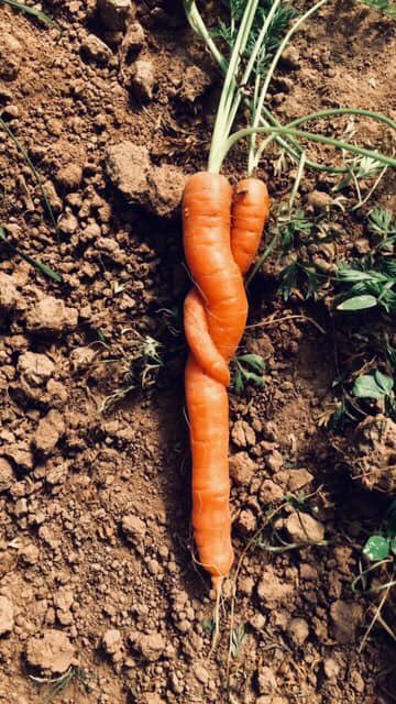 bpmlaradio's tweet photo. 🥦Pour tout savoir sur « La Ferme Des Deux Amants » de Romilly sur Andelle, c’est demain lors de votre journal local!
Du local, du bio et du bon! 😊
Et en attendant c’est aussi ici 👉🏼 https://t.co/dxfiWNr48a 
#BPMradio #VotreInfo #VotreRadio #Locavore https://t.co/wyKHLRitti