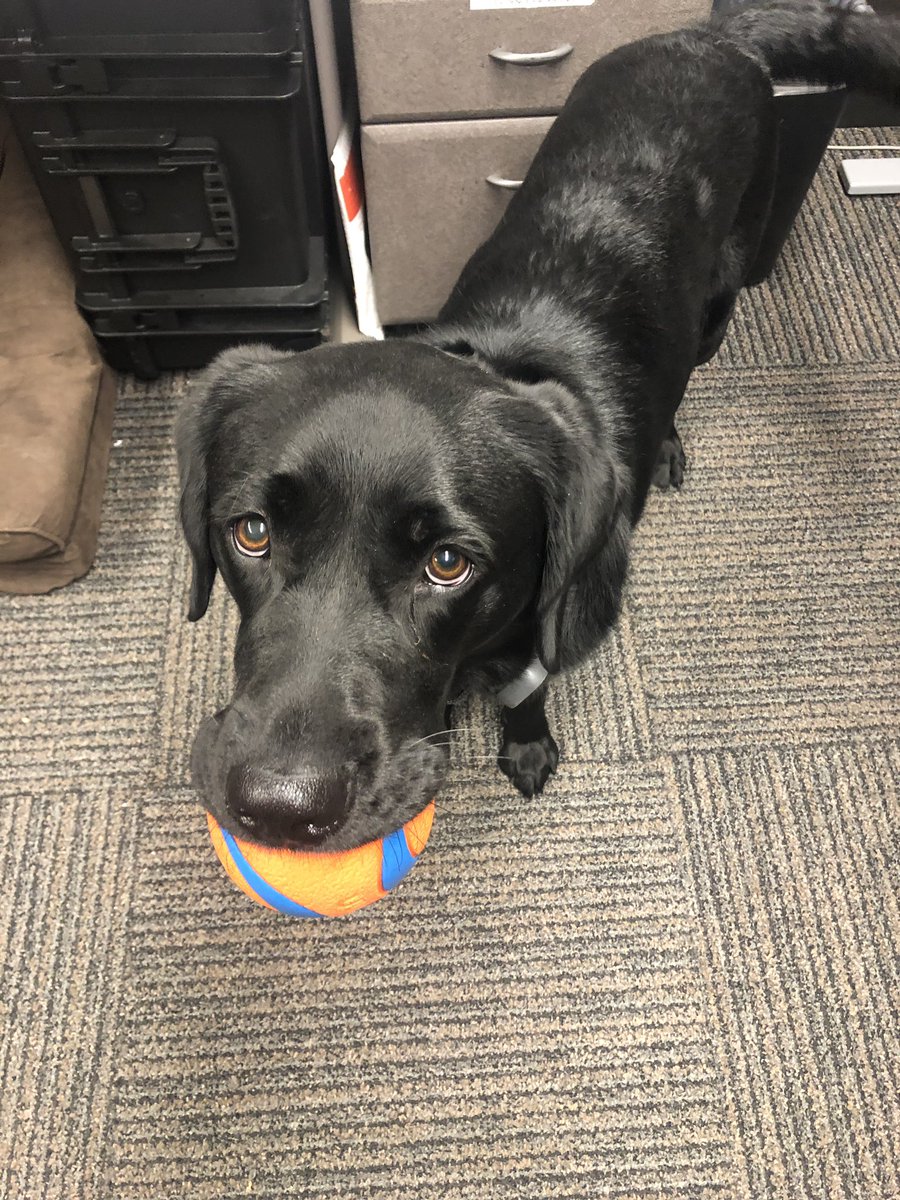 Frankie is looking forward to being on #ffpd ‘s #TeamBigBus for #NationalNightOut. Got his 🏀 and is ready to play!!