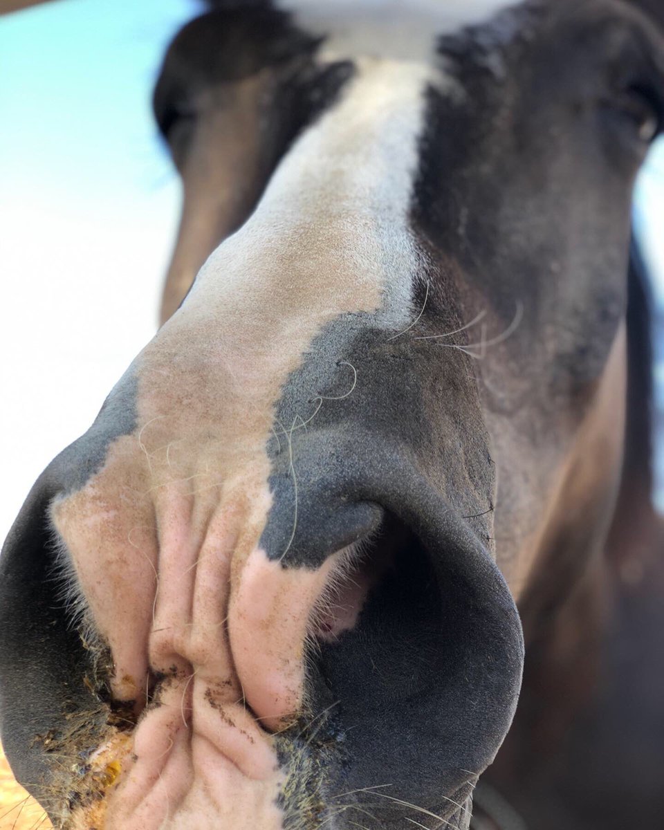AZDrifter480's tweet photo. 1, 2, or 3?

This horse loved to be in front of the camera 😂

#horse #horses #smile #nature #adventure #wanderlust #outdoors #naturephotography #arizona #beautiful #picoftheday https://t.co/P2SKaENUdh