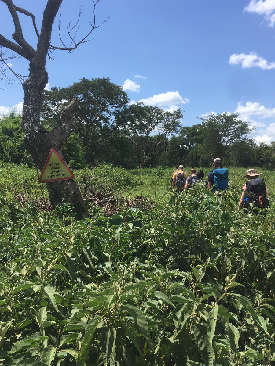 camp_uganda's tweet photo. #TeamNsonzi enjoyed their day on the rhino sanctuary, monitoring the rhinos and invasive species removal @CampsInt https://t.co/M58v37vLeM