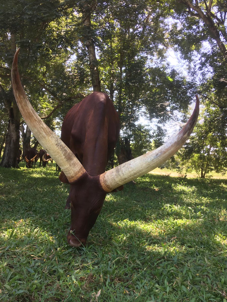 camp_uganda's tweet photo. #TeamNsonzi enjoyed their day on the rhino sanctuary, monitoring the rhinos and invasive species removal @CampsInt https://t.co/M58v37vLeM