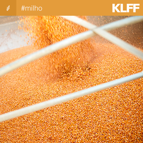 KleffmannBR's tweet photo. Cotação do milho caiu com o avanço da colheita e maior oferta. https://t.co/vQO0GU3OQD

#milho #safra2019 #campo #produtorrural https://t.co/0aE5dY2UF0