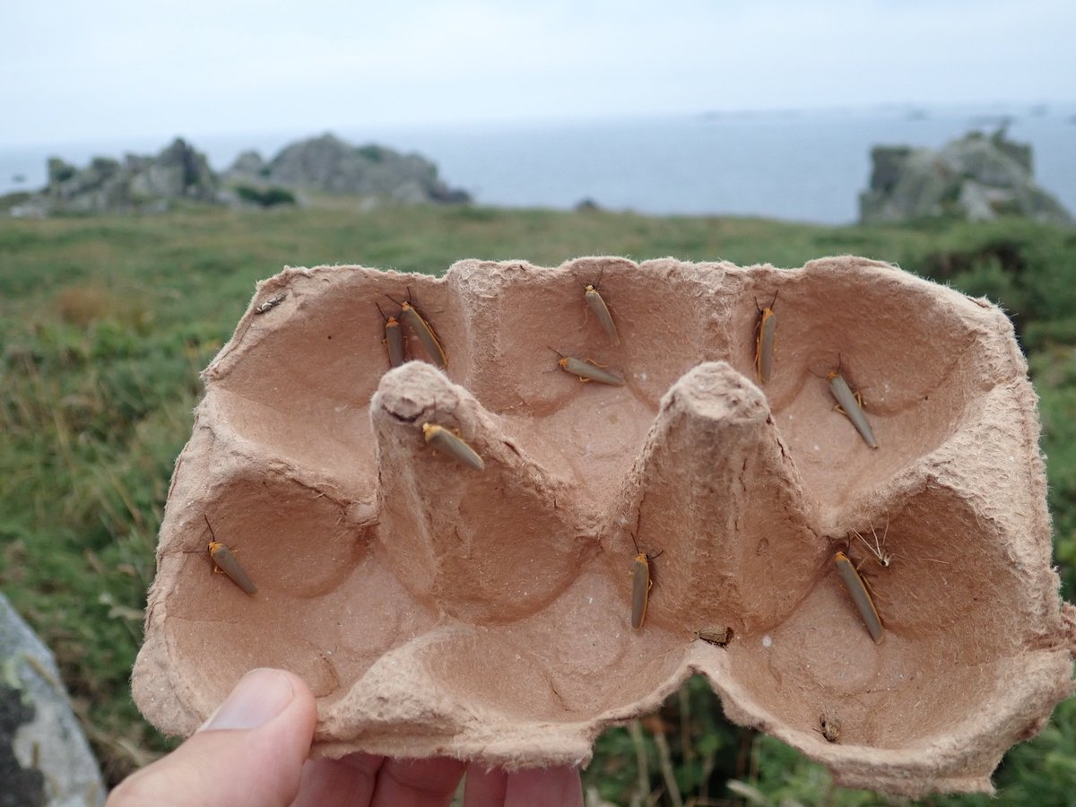 Another great thing about trapping on Scilly is the sheer volume of moths - a bioabundance that is rarely encountered in parts of mainland Britain. On 26 July an amazing 296 Scarce Footman were caught in 2 small portable traps (6W actinic & 3W LED). #mothsmatter