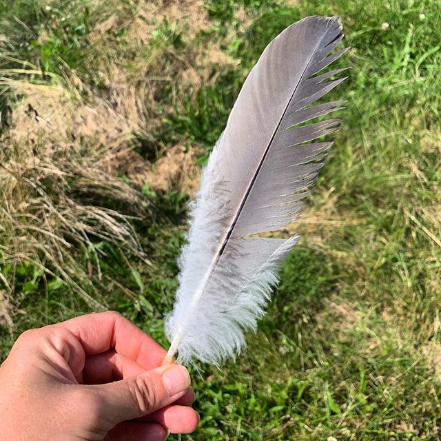 JacobsHFarm's tweet photo. That is a big beautiful blue heron feather that I found out in the hayfield 💙 These huge birds frequently startle the bajeezus out of me when they take off after fishing in the creek.
#blueheron
#heronfeather
#farmfind
#wildlife https://t.co/iqufDWysYO https://t.co/1G1Ix2eFC1