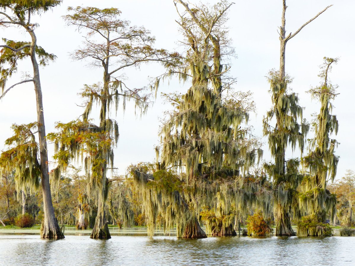 TourdumondeFR's tweet photo. En ce moment sur notre compte instagram @tourdumonde.fr, on vous re partage les photos de notre roadtrip à travers la Louisiane et le Texas 🇺🇲 https://t.co/fIJ08OB33j