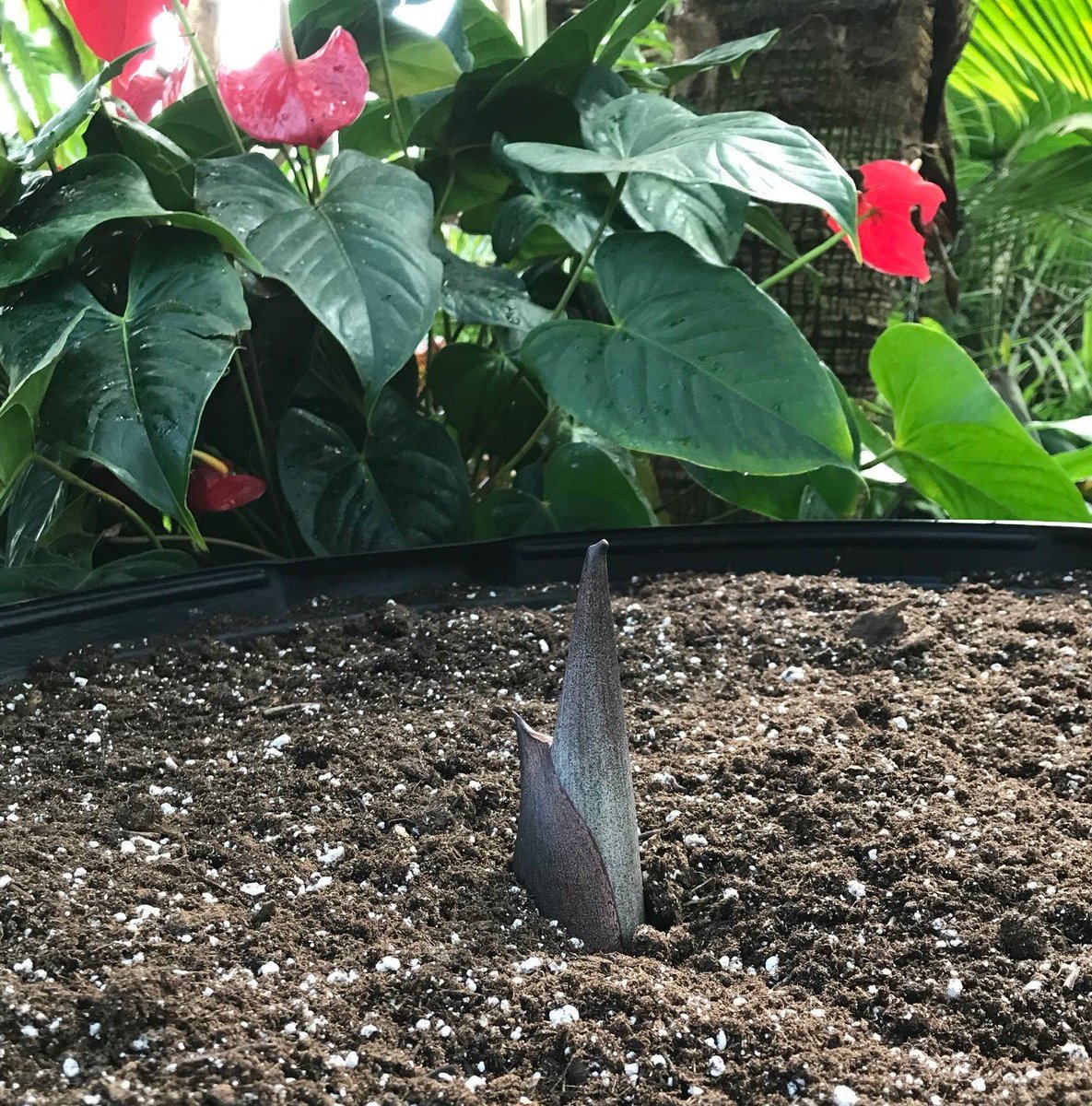 Mortystinks's tweet photo. Hello!? TWO of my stinky friends are growing!!! #FunkyFester is producing 5 leaves and Morticia may be a flower in September. Follow us to stay in the loop! #corpseflower https://t.co/Oe5HLzXLh9 https://t.co/eNq8hZHCQ5