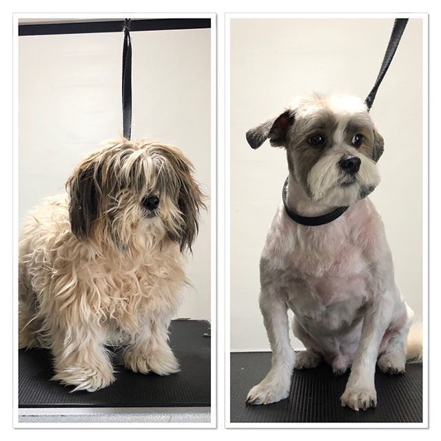terasgrooming's tweet photo. #terasgrooming #beforeandafter #feelsbetter #shitzumix #shitzulovers #happyboy https://t.co/jKwo6UhVBs https://t.co/Zb8Lu0KRJf