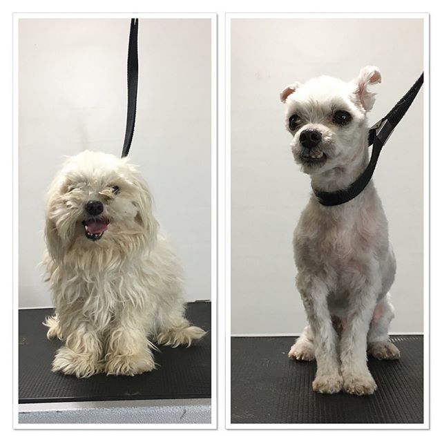 terasgrooming's tweet photo. #terasgrooming #somuchbetter #maltese #beforeandafter #malteseofficial https://t.co/Vc5GH4CoRU https://t.co/UnEoVOrxoh