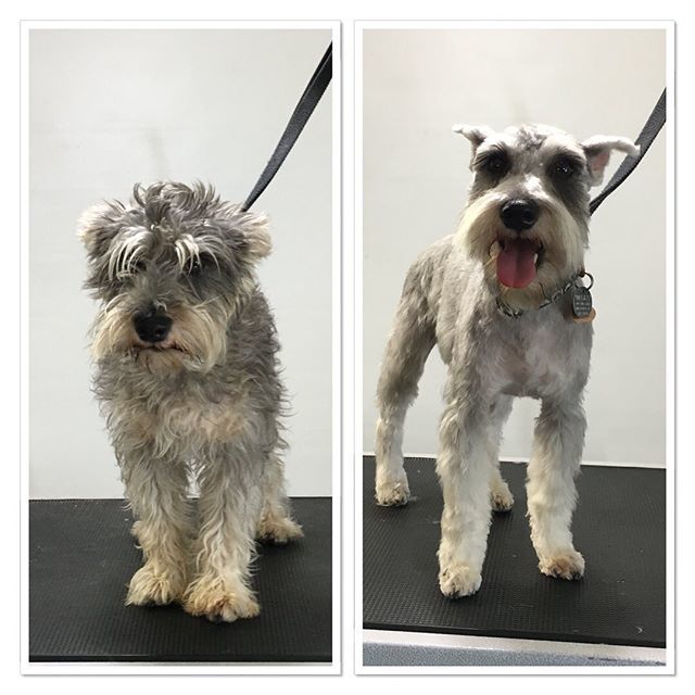 terasgrooming's tweet photo. #terasgrooming #beforeandafter #schnauzerpuppy #schnauzerlovers https://t.co/r16HjJcfCV https://t.co/zX8xuIFNgU