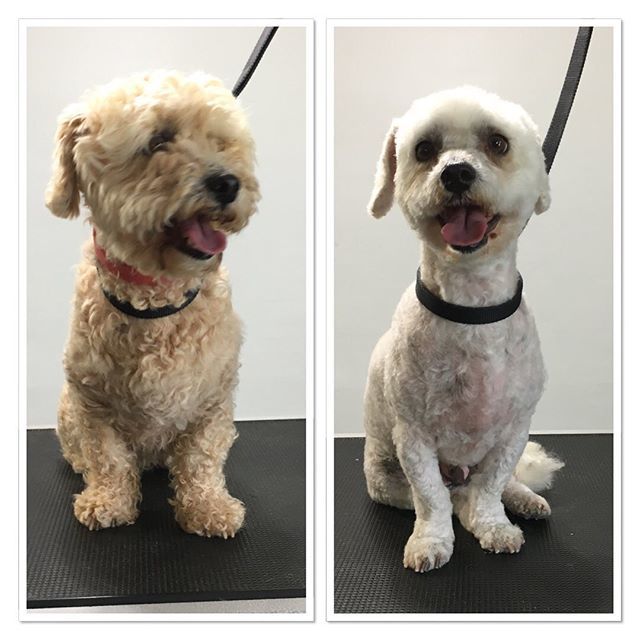 terasgrooming's tweet photo. #terasgrooming #sofreshsoclean #beforeandafter #poodle #poodlesofinstagram https://t.co/A4K3EQU9r0 https://t.co/tK995xjfRR