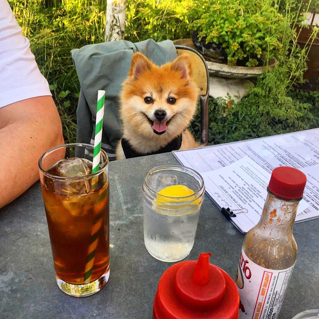 forrestpointbk's tweet photo. Feel free to bring your humans over for dinner 🐶💕 @cupsthepups https://t.co/UvuFFzp6Vx