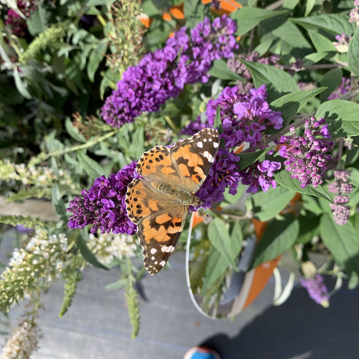 springmountgc's tweet photo. There is so much wildlife to be seen in the garden centre at the moment. One of the best plants to attract butterflies, is the Buddleia or Butterfly Bush. This shrub boasts impressive spears covered in lots of tiny little flowers which are great for hungry pollinators! https://t.co/nGbt83AEs3