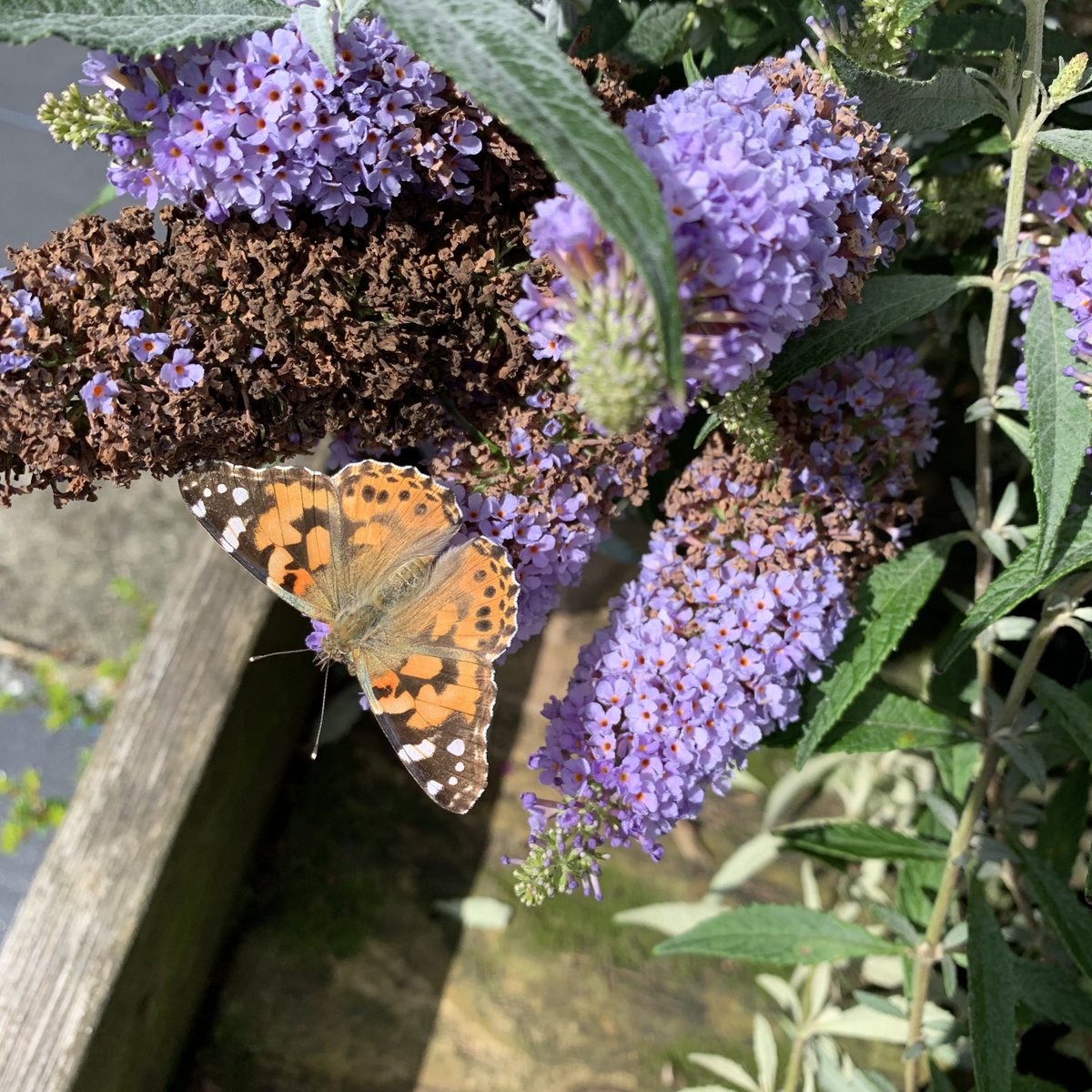 springmountgc's tweet photo. There is so much wildlife to be seen in the garden centre at the moment. One of the best plants to attract butterflies, is the Buddleia or Butterfly Bush. This shrub boasts impressive spears covered in lots of tiny little flowers which are great for hungry pollinators! https://t.co/nGbt83AEs3