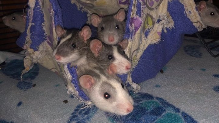 Announcing MRR's next Adoption Event in Lexington MA! We will have rats of all ages, both sexes, intact as well as neutered (and possibly some spayed females!) for you to meet and bring home. Check out the event description below for more details: bit.ly/2M2R2T5