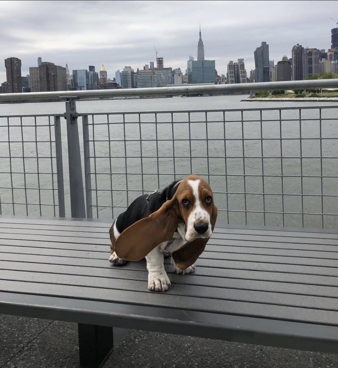 dog_rates's tweet photo. This is Watson. He wanted a nice pic with the skyline but the wind got under his ears and he almost blew away. 13/10 please hold his paw to keep him grounded https://t.co/SjbJTtMOV3