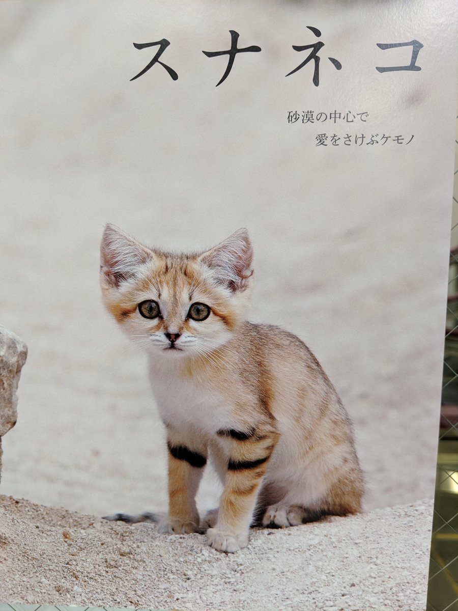 ジュンク堂書店福岡店 家のネコと野生のネコ エクスナレッジ の発売に合わせて パネル展を開催しております スナネコと クロアシネコの圧倒的かわいいに癒やされて下さい 一階では特大パネルもお出迎え 大絶賛発売中です スナネコ ジュンク堂書店福岡店 家のネコと野生のネコ エクスナレッジ の発売に合わせて パネル展を開催しております スナネコと クロアシネコの圧倒的かわいいに癒やされて下さい 一階では特大パネルもお出迎え 大絶賛発売中です スナネコ