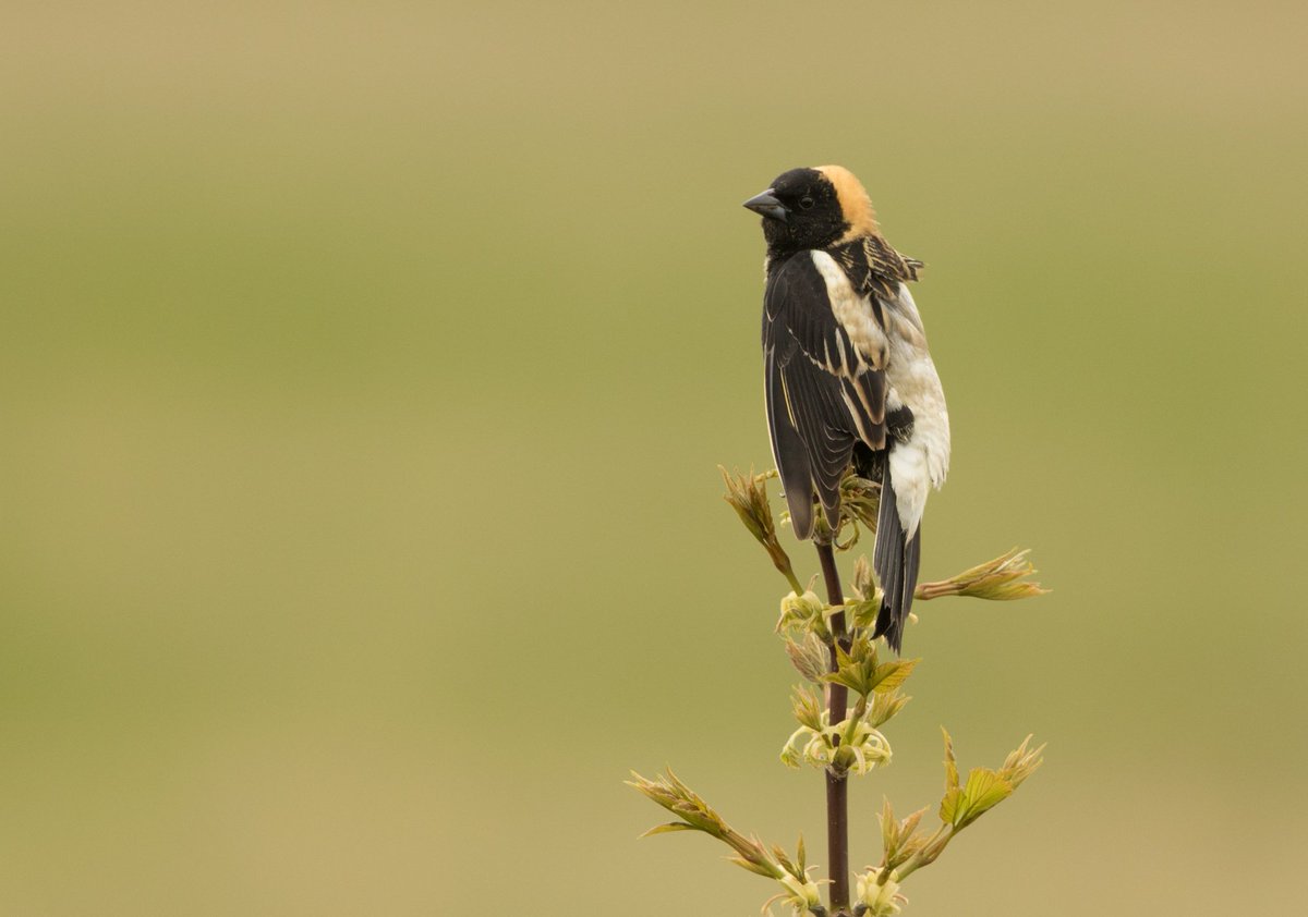 Had the pleasure of working with #species #at #risk the past two years at Island Nature Trust. Here's a #bobolink at one of our study sites.