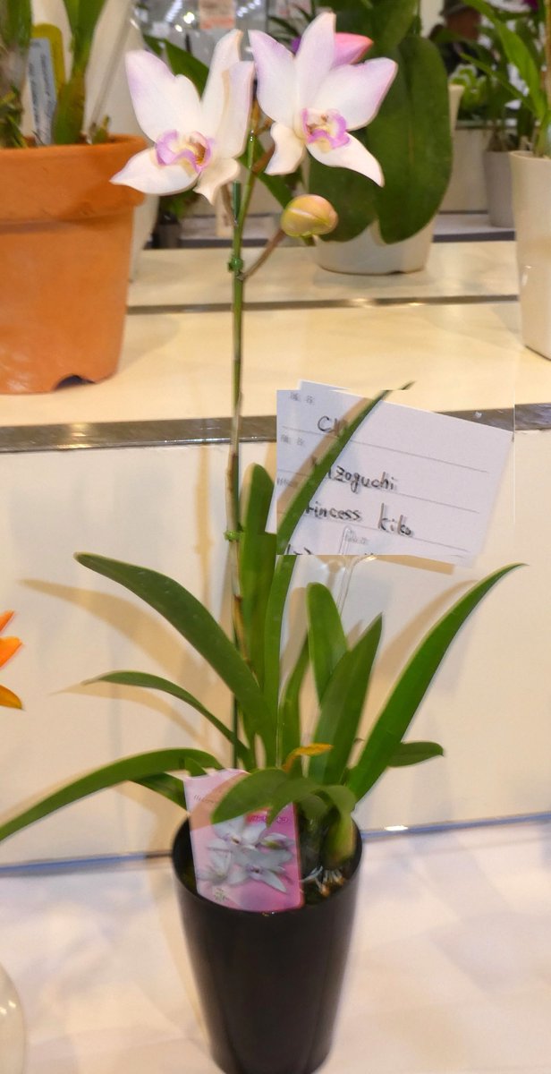 やまうさぎ Sur Twitter プリンセス キコの花 プリンセス キコはラン科のカトレア属で綺麗な色彩の美しい花で葉との間より長い花茎を伸ばし花色は乳白色でベタルの緑にややピンクを帯たリップが何とも言えない美しさですね 花言葉は優美な女性