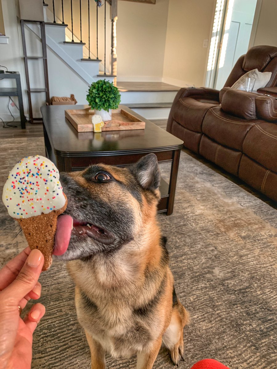 MelindaJane's tweet photo. Happy birthday to my baby boy @DrogoGSD!! #5YearsOld https://t.co/pFuoRX7sXV
