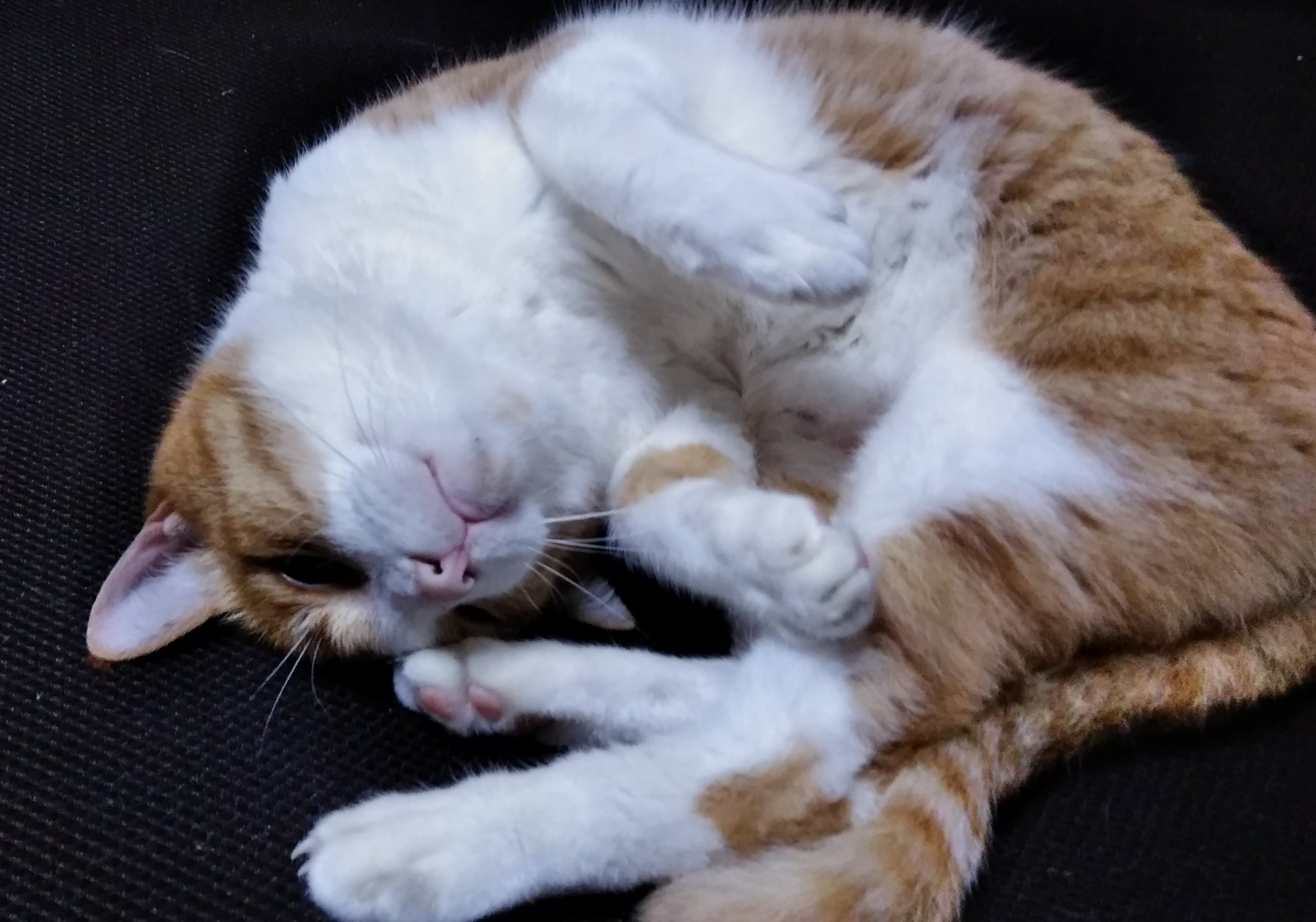 明日の日本は モフ曜日 世界猫の日とモフ曜日が重なる 世界の猫が幸せになるように 身近な猫から優しくして 19 08 07 神楽坂ねこの郵便局というなまえのお店