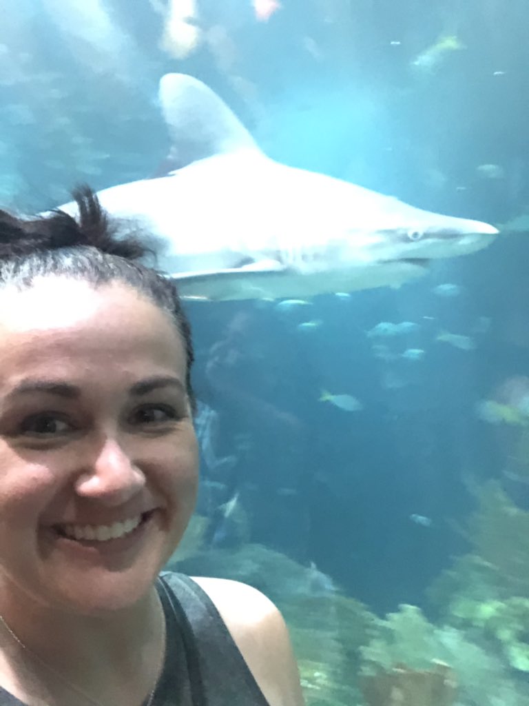 _kimms_'s tweet photo. Keeping #sharkweek going a little longer. Look at these beautiful creatures 😍
#KimmChi https://t.co/jK64jtJbK4