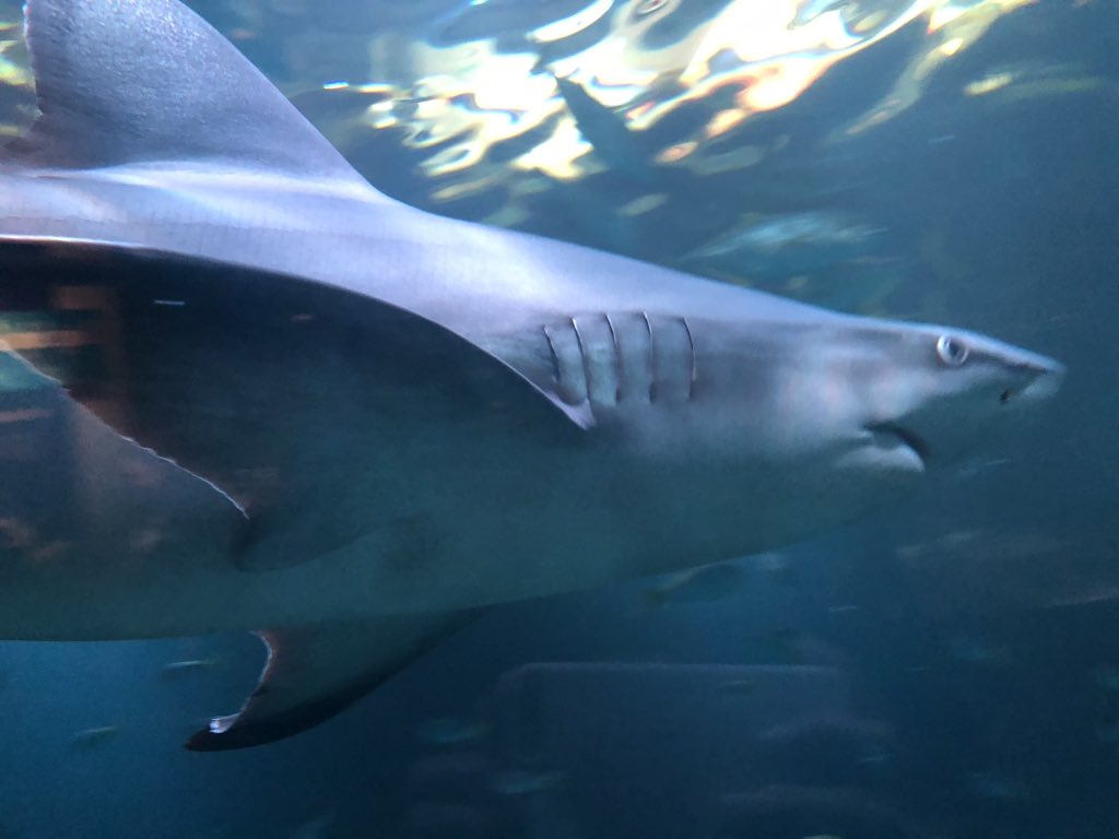 _kimms_'s tweet photo. Keeping #sharkweek going a little longer. Look at these beautiful creatures 😍
#KimmChi https://t.co/jK64jtJbK4