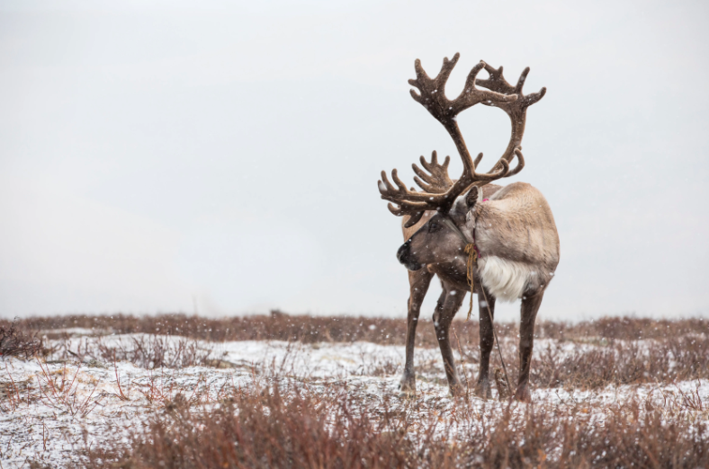 arctic_today's tweet photo. Reindeer are incredibly hardy creatures. But despite their fine-tuned adaptations to life in the #Arctic and after over 600,000 years of living there, #reindeer are struggling to survive the rapid changes happening all around them.
#ClimateChange
https://t.co/6klMs0jiL5 https://t.co/JWoHFl3tmc