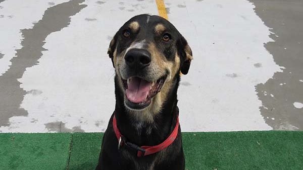 CPDogDaycareOKC's tweet photo. Big smiles! Call or text us at 405-858-2275 to schedule your precious pooch for a day of play or an extended stay. #HappyDogs #PlayHere #okc #okcdogs #dogdaycare #dogboarding #doggrooming #dogtraining https://t.co/uNFuNeB014