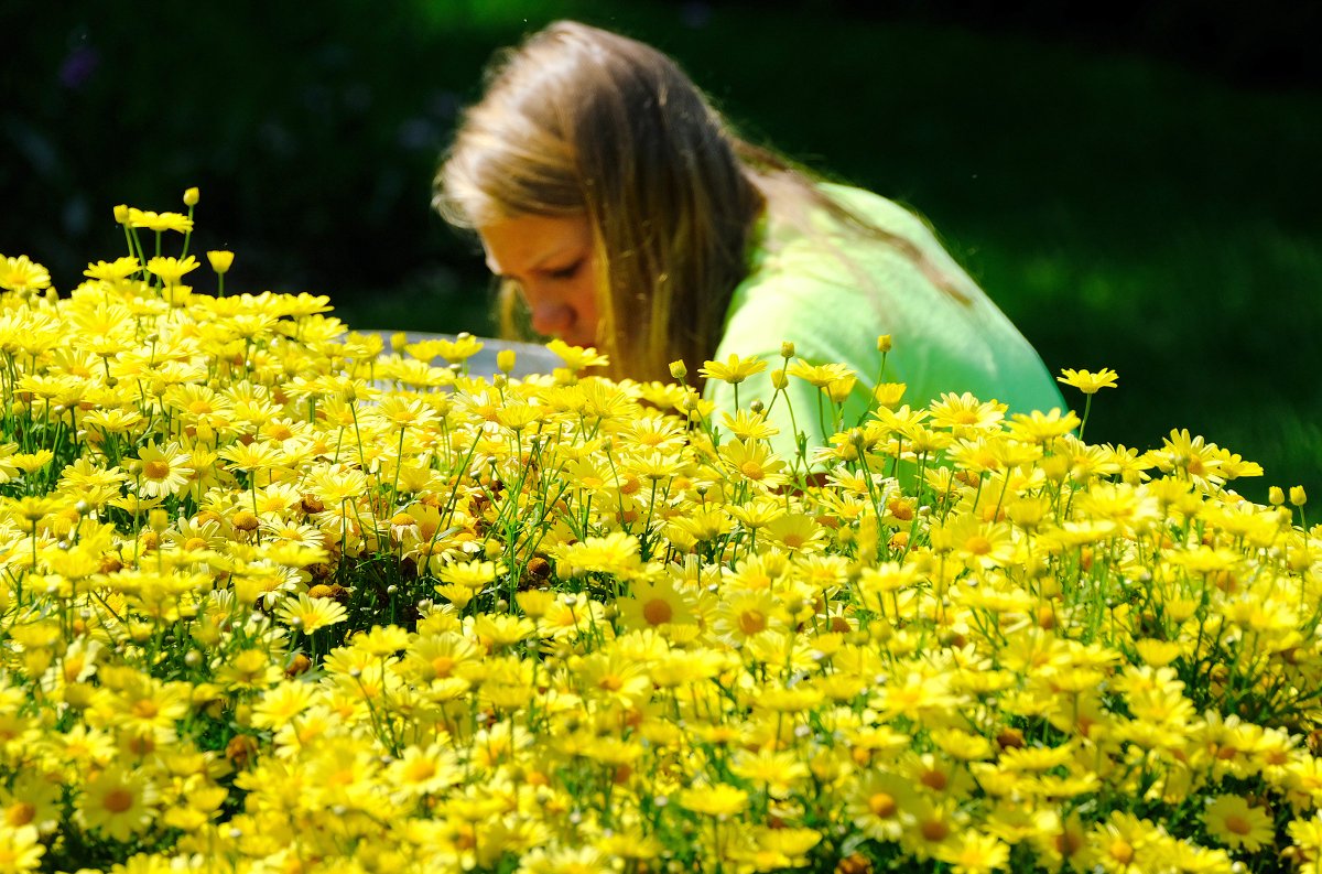 A gardener works in a bed of yellow daisies <a href="/prescottparknh/">Prescott Park</a> in #PortsmouthNH. #photography <a href="/seacoastonline/">Seacoastonline.com</a>