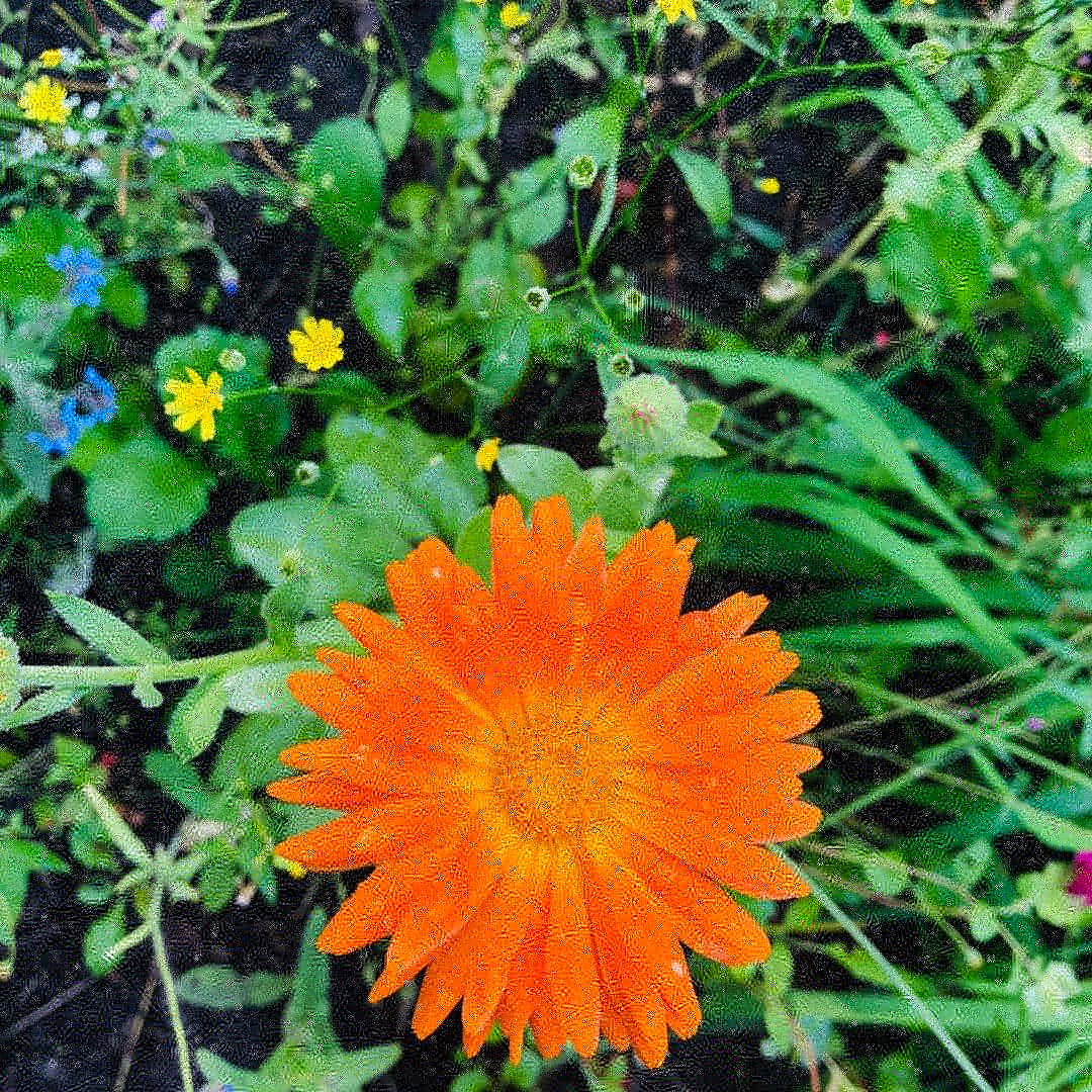 Pals of the Privies (Glencoats Park) tweet media