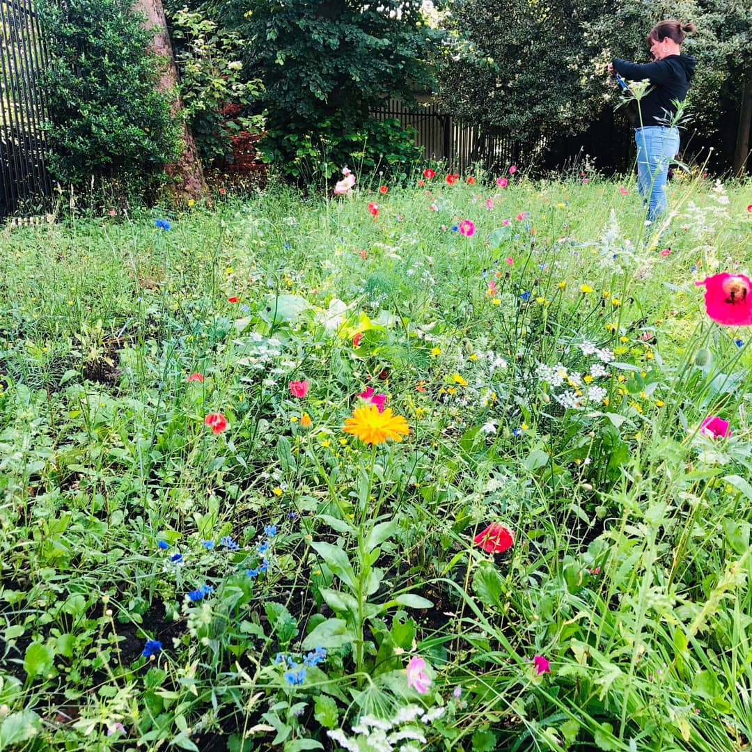 Pals of the Privies (Glencoats Park) tweet media