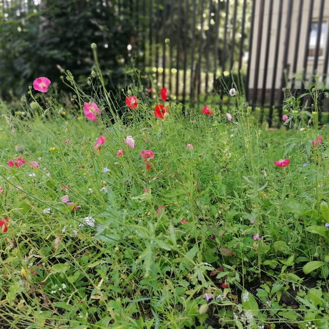Pals of the Privies (Glencoats Park) tweet media