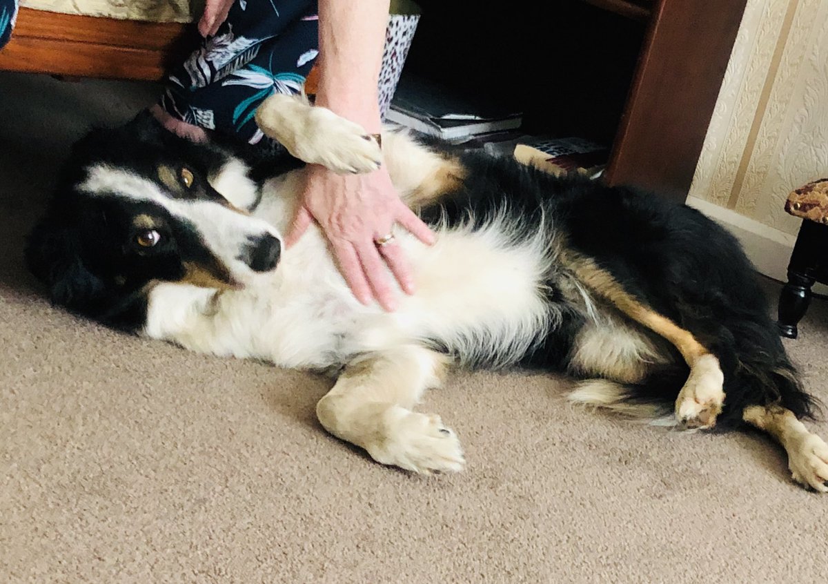 jenmouat_author's tweet photo. My dog and my mother have claimed each other as best friends... I have been usurped by both. Too cute #bordercollie #puppylove #TrainYourHuman https://t.co/B4skdMZktG