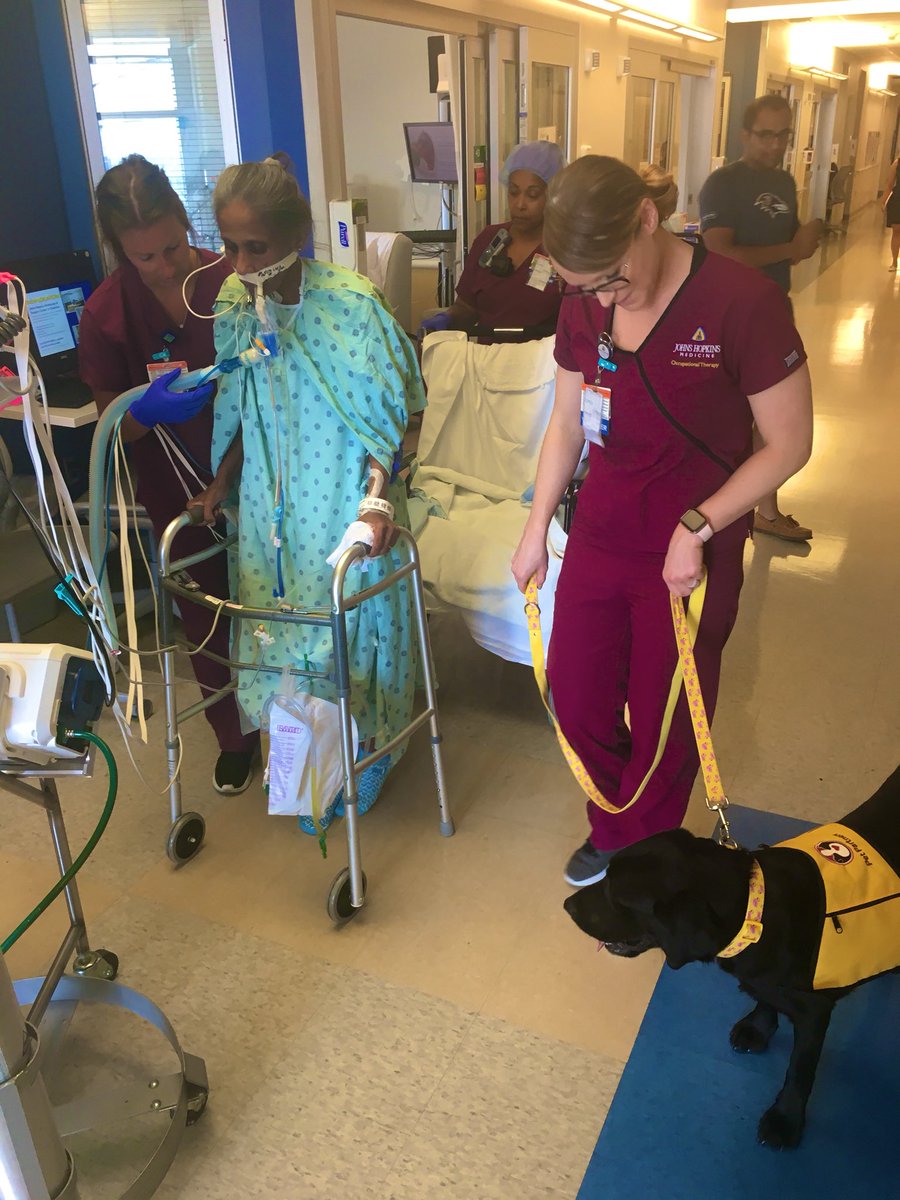 DrMeganHoseyPhD's tweet photo. Today our #rehablegend walked with the help of team, including Mollie our #moralewithtail   Shared with patient and team permission. https://t.co/oIsyAOvqQ3