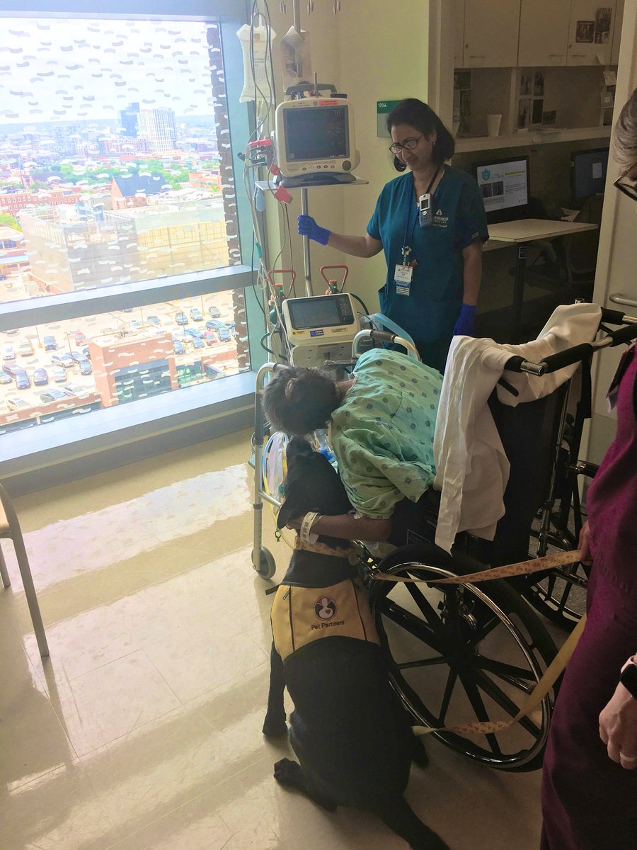 DrMeganHoseyPhD's tweet photo. Today our #rehablegend walked with the help of team, including Mollie our #moralewithtail   Shared with patient and team permission. https://t.co/oIsyAOvqQ3