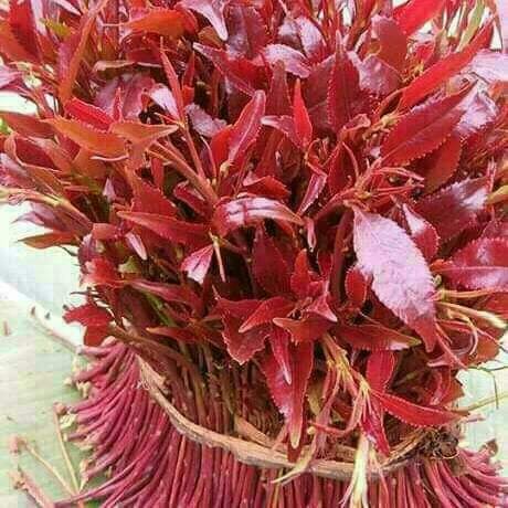 KamuiKoome's tweet photo. Best grade and the most valuable miraa (khat) quality from Meru county in Kenya. Those who chew it can't afford to miss such a good quality. Call me on +254702882536 for orders. https://t.co/WkalVo03cW