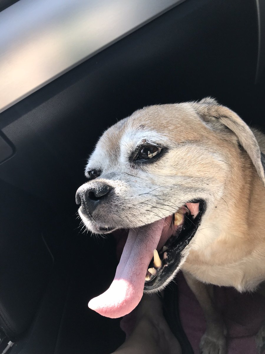 kelly_tabor's tweet photo. #TongueOutTuesday Texas heat got Peanut like... https://t.co/D7W6bb6wf3