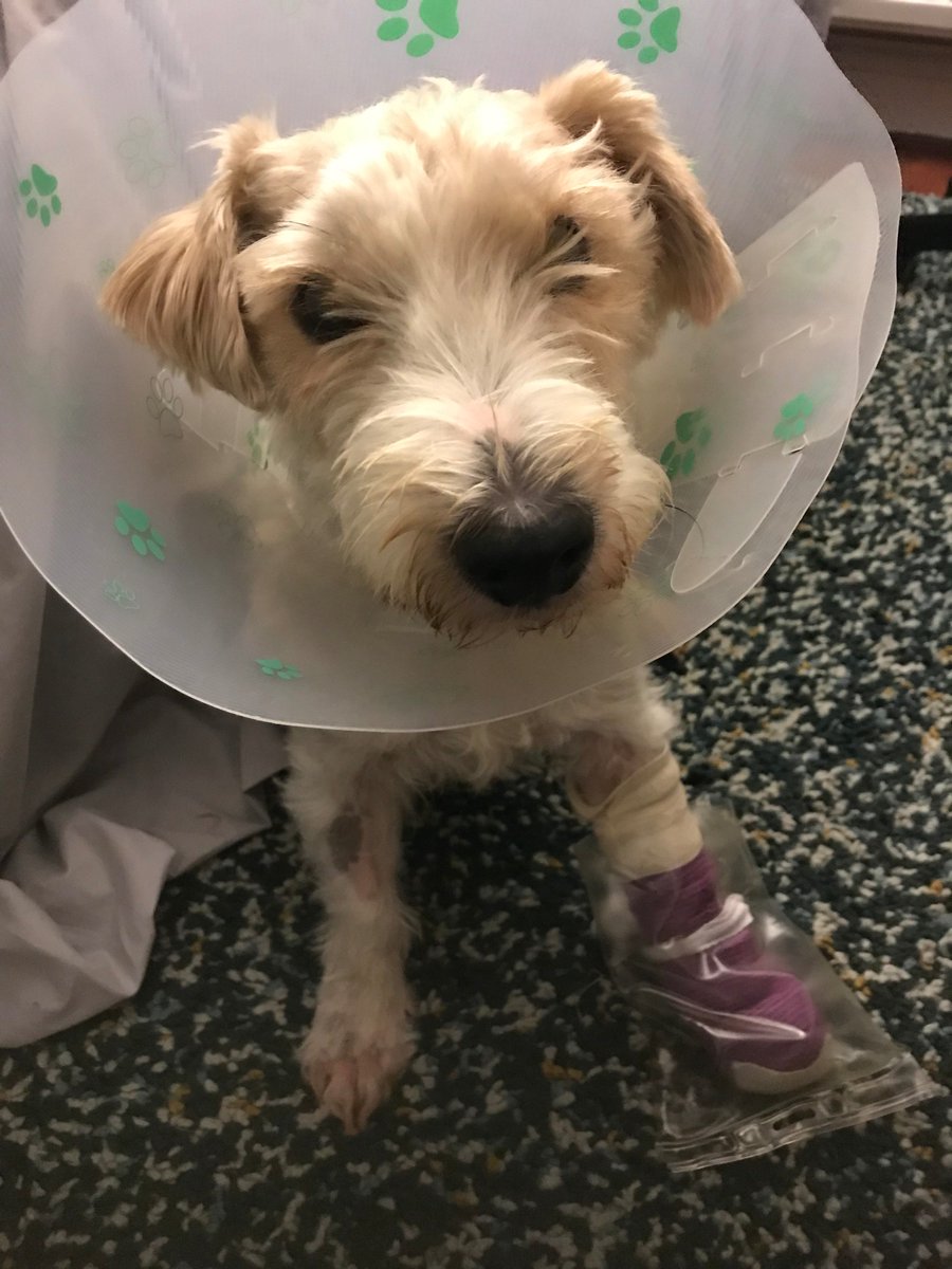 therescueshow's tweet photo. How's that for a break @marcthevet?  

In other news, he totally caught that ball he was chasing!

#poorangus
#rescuedog
#brokentoe
#owtch https://t.co/dCgXmtXWX7