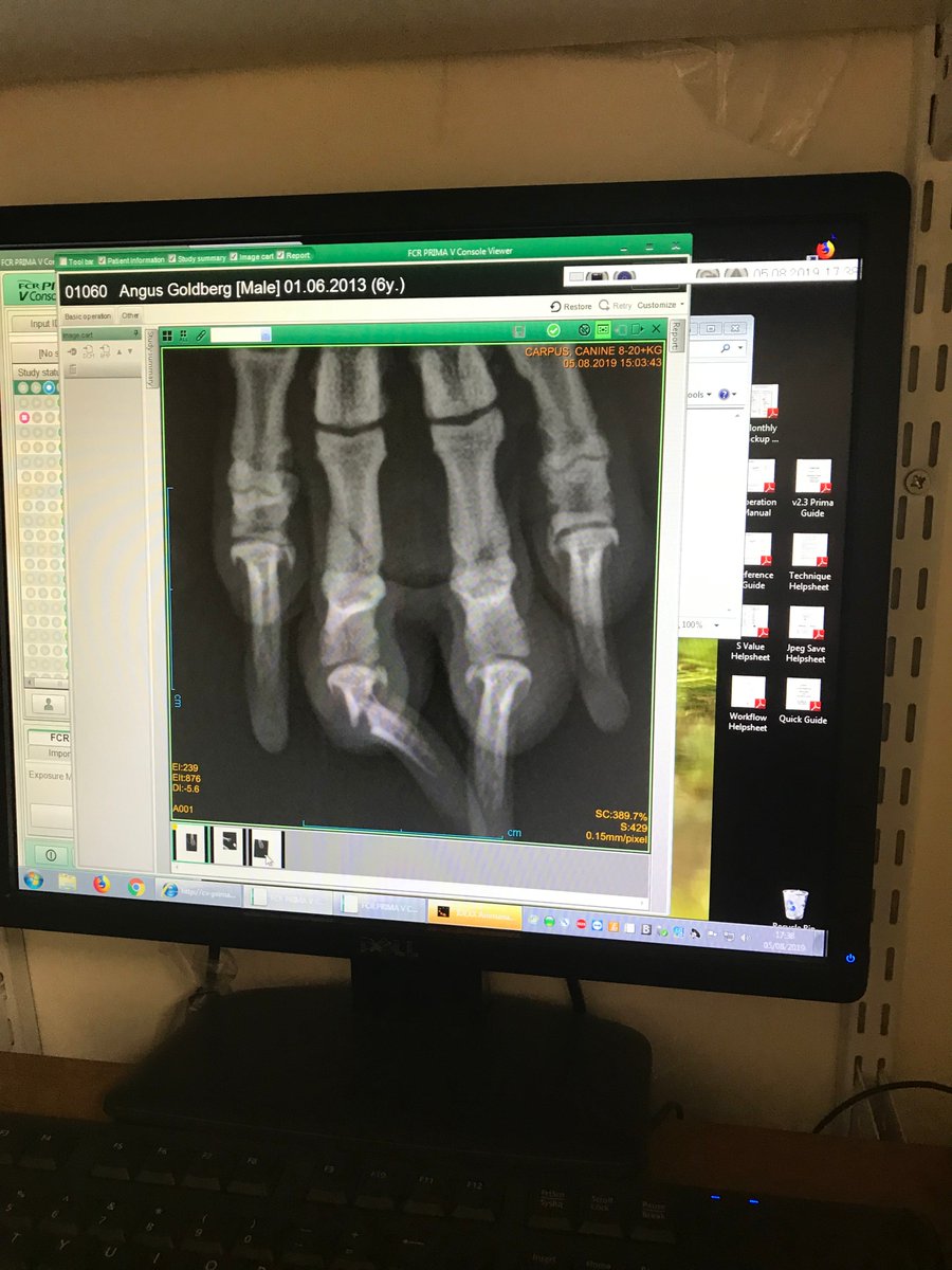 therescueshow's tweet photo. How's that for a break @marcthevet?  

In other news, he totally caught that ball he was chasing!

#poorangus
#rescuedog
#brokentoe
#owtch https://t.co/dCgXmtXWX7