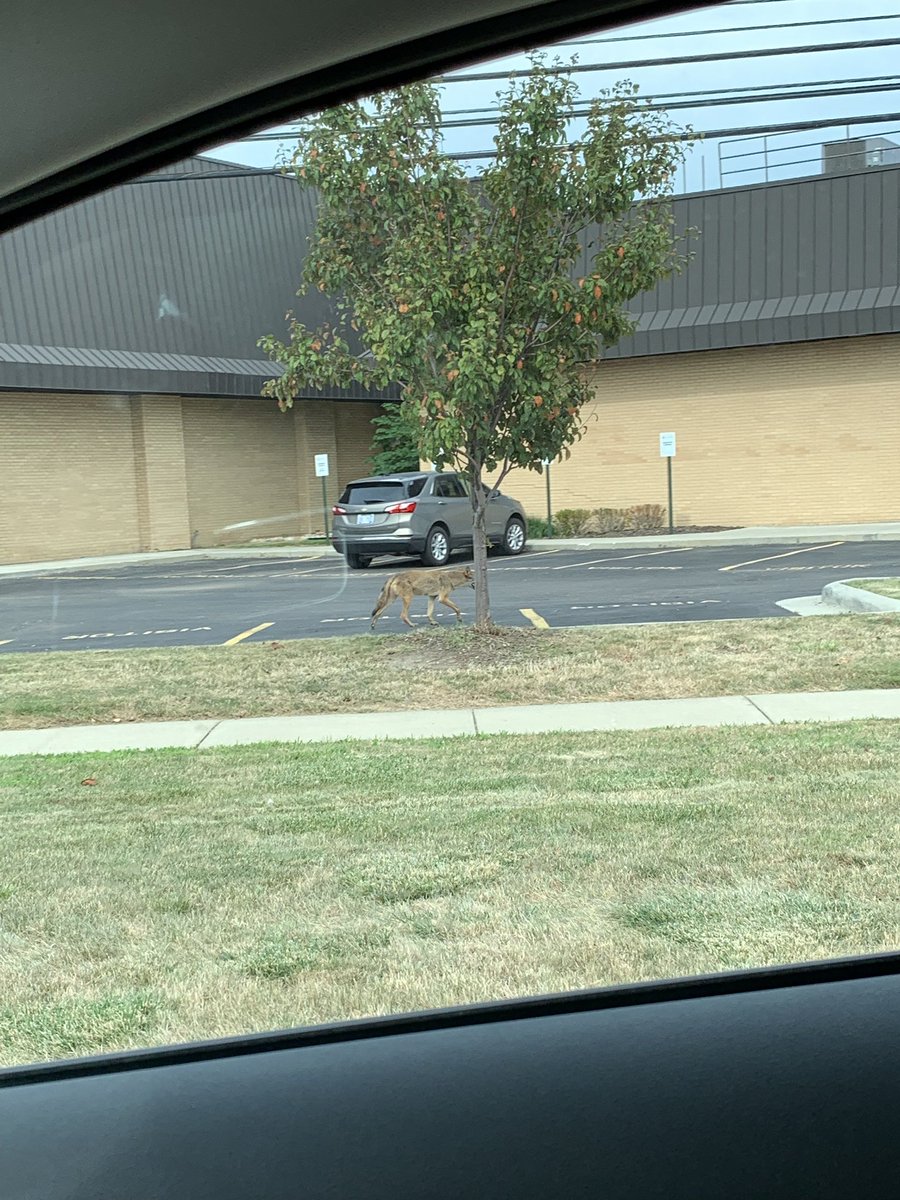 PaperandPacks's tweet photo. @TroyMI_Police coyote siting at Rochester rd and Wheaton ave. https://t.co/upu0TKqlpp