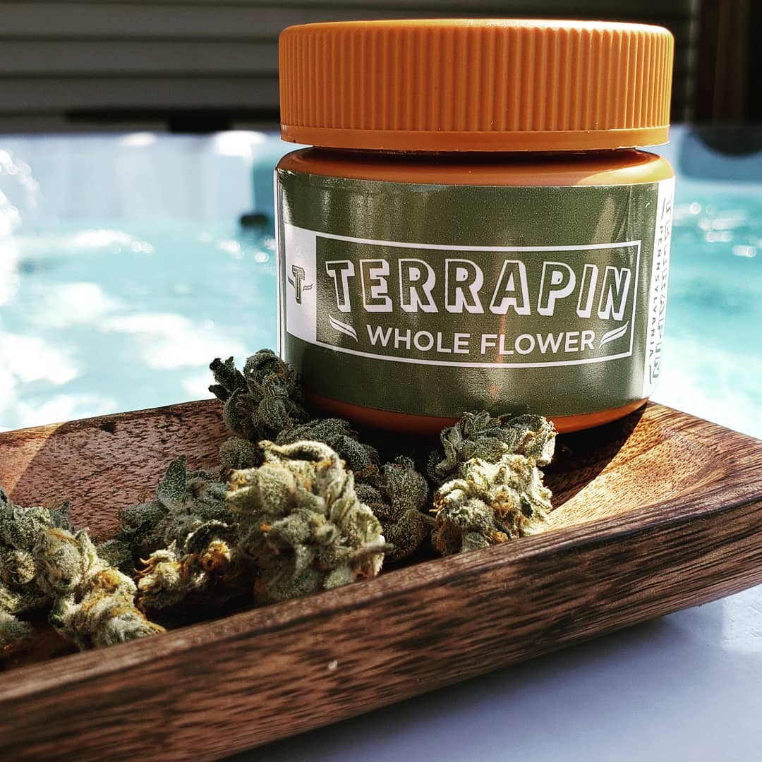 TerrapinCare's tweet photo. This #TrichomeTuesday we're featuring our #SourAlien #OG #Indica at 26.91%. "A heavy hitting indica strain excellent for insomnia and pain relief." - π·@raisethebar_215
#TerrapinCareStation #CannabisCommunity #Colorado #Boulder #Denver #Herb #Cannabis #MMJ https://t.co/ZZczSxHyyr