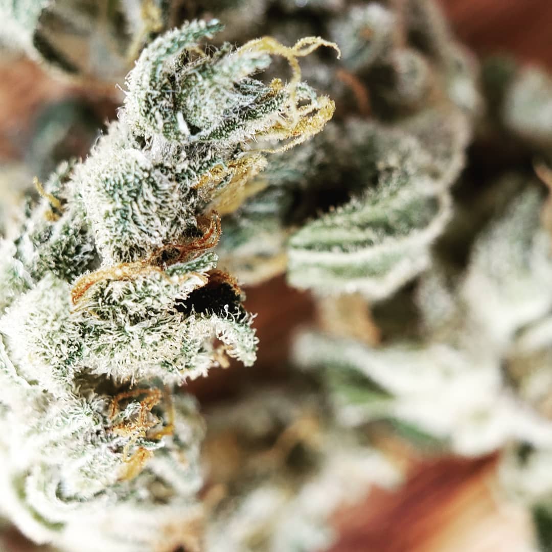TerrapinCare's tweet photo. This #TrichomeTuesday we're featuring our #SourAlien #OG #Indica at 26.91%. "A heavy hitting indica strain excellent for insomnia and pain relief." - π·@raisethebar_215
#TerrapinCareStation #CannabisCommunity #Colorado #Boulder #Denver #Herb #Cannabis #MMJ https://t.co/ZZczSxHyyr