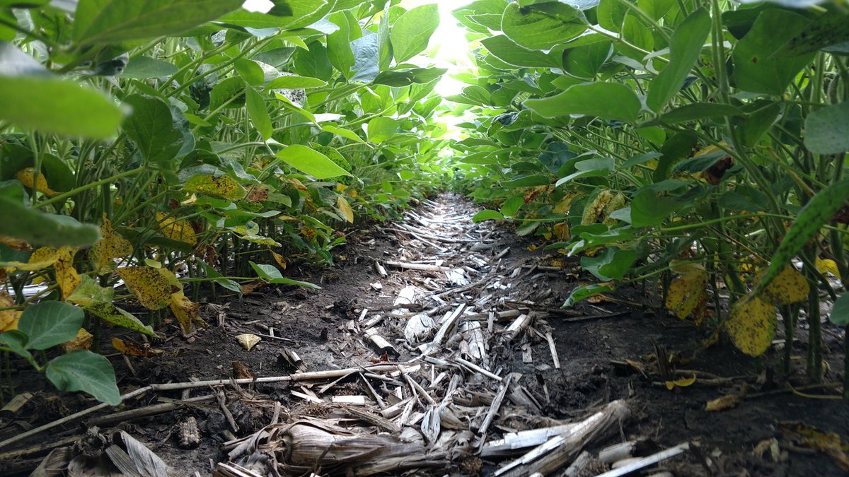 MnPCA's tweet photo. The #MNriver is facing a major sediment pollution challenge, and farmers like Greg Entinger have answered the call. Find out how Greg is making his cropland both more water friendly and more profitable. https://t.co/qAfjpqbhUk https://t.co/N4bcoiCYLm