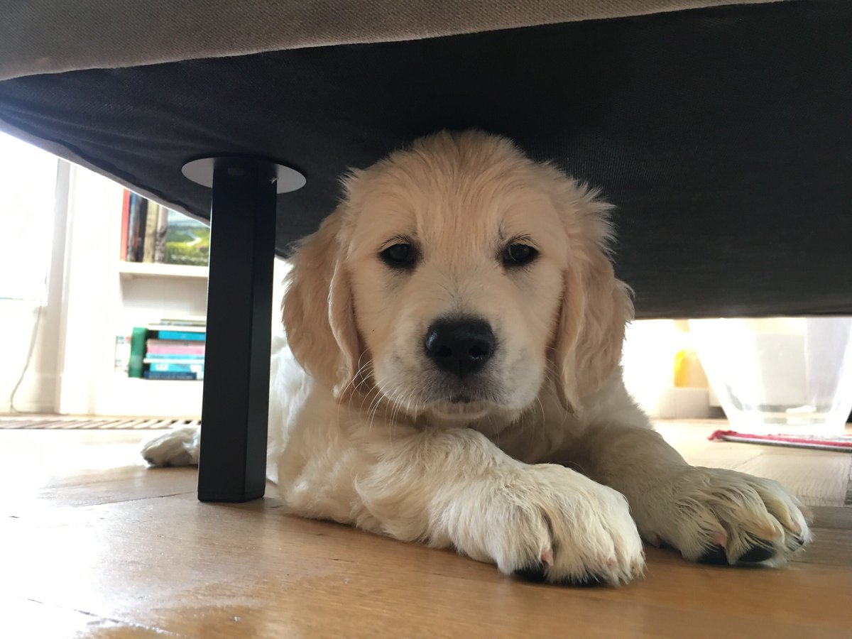 WinstonMei1967's tweet photo. M’n nichtjes hebben eindelijk een viervoeter. Zij is cute en past nog onder de stoel! #snoezig https://t.co/YprlLhv0Gi