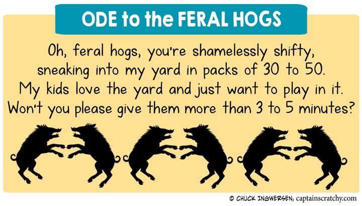 I'm late to the party, but ... #feralhogs
