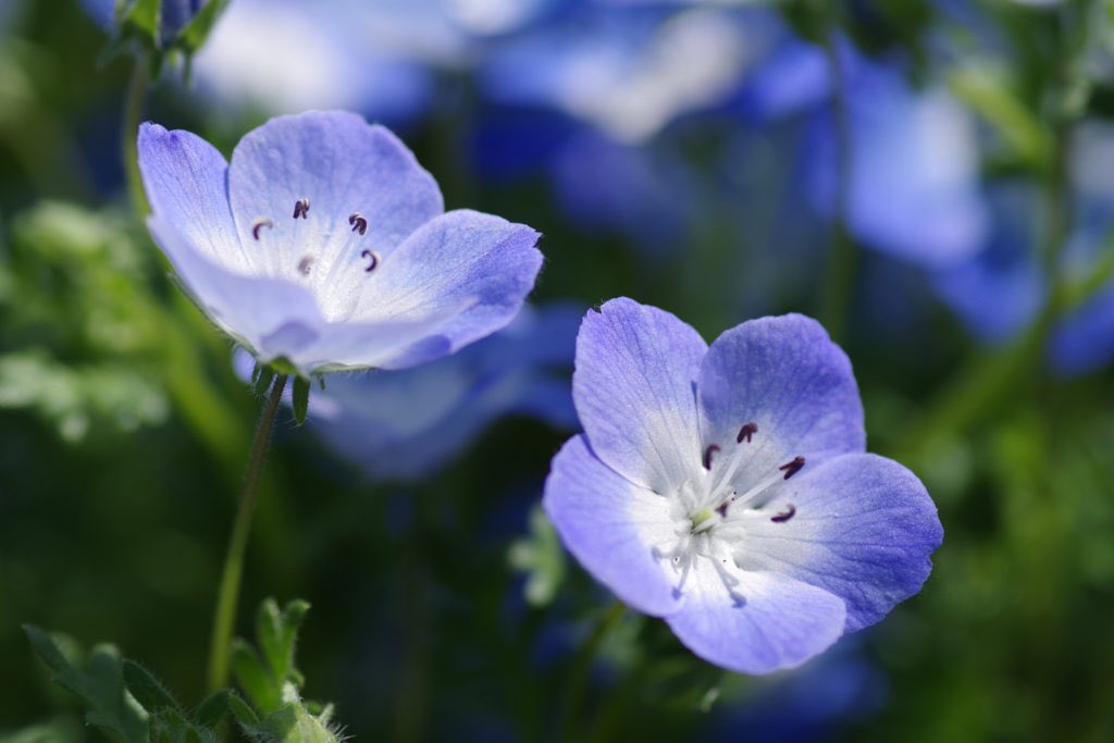 草木のこと Auf Twitter Nemophila ネモフィラ 瑠璃唐草 耐寒性一年草で匍匐性 横に広がるため春になると一面ネモフィラのブルーに染まったひたち海浜公園が有名 北米原産でbaby Blue Eye 蒼い目の赤ちゃんなどと呼ばれる 明治末期から大正初期には日本に入ってい