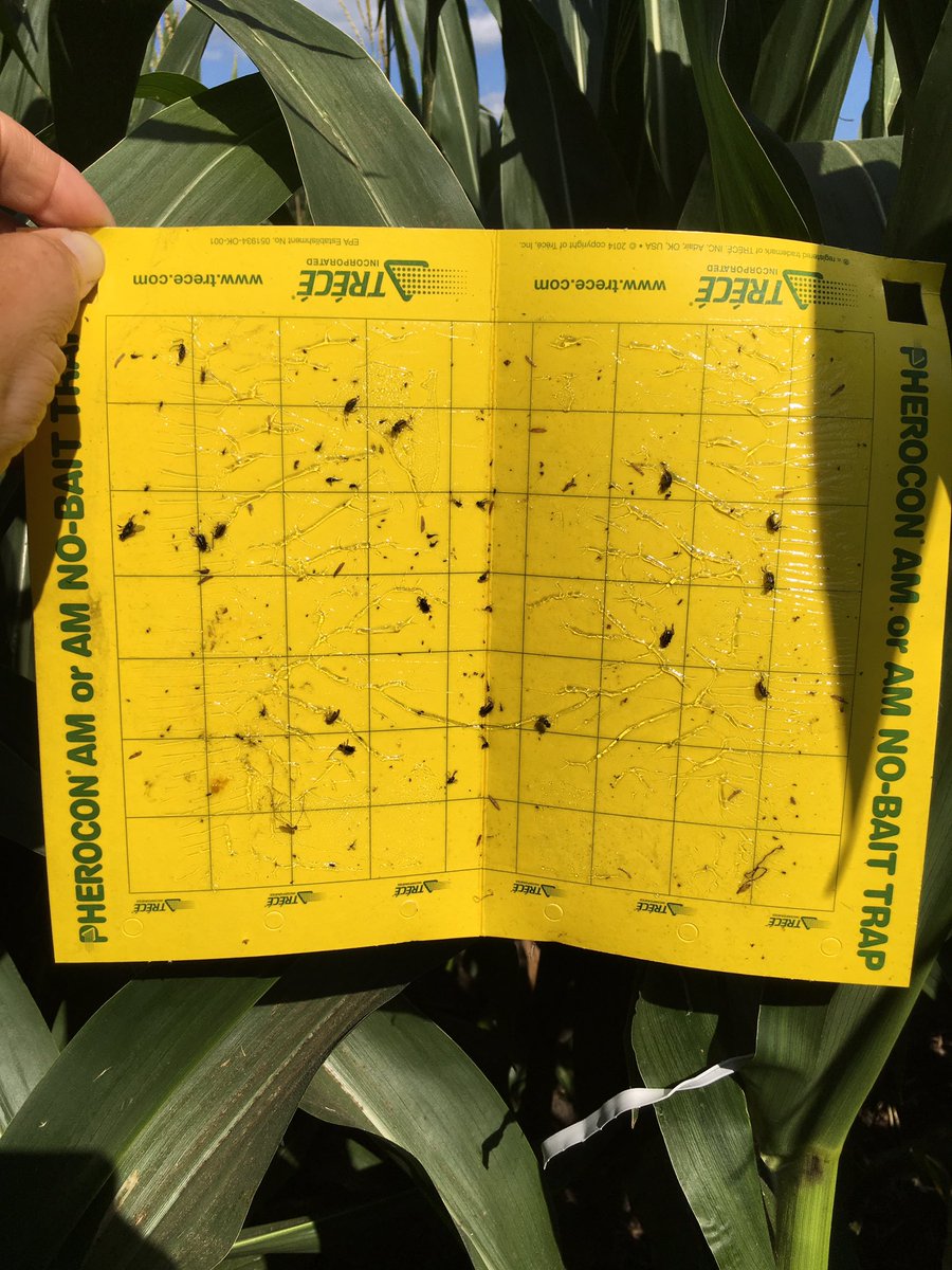 CraigLamoureux3's tweet photo. I’m not finding much in the rotated acre but corn on corn has a few Western Corn Rootworm. I have also talked to some others who are finding extended diapause on the rotated acre. Stay frosty while scouting! #RootwormWatch #Genuity #contest https://t.co/A2YnW0ygXp