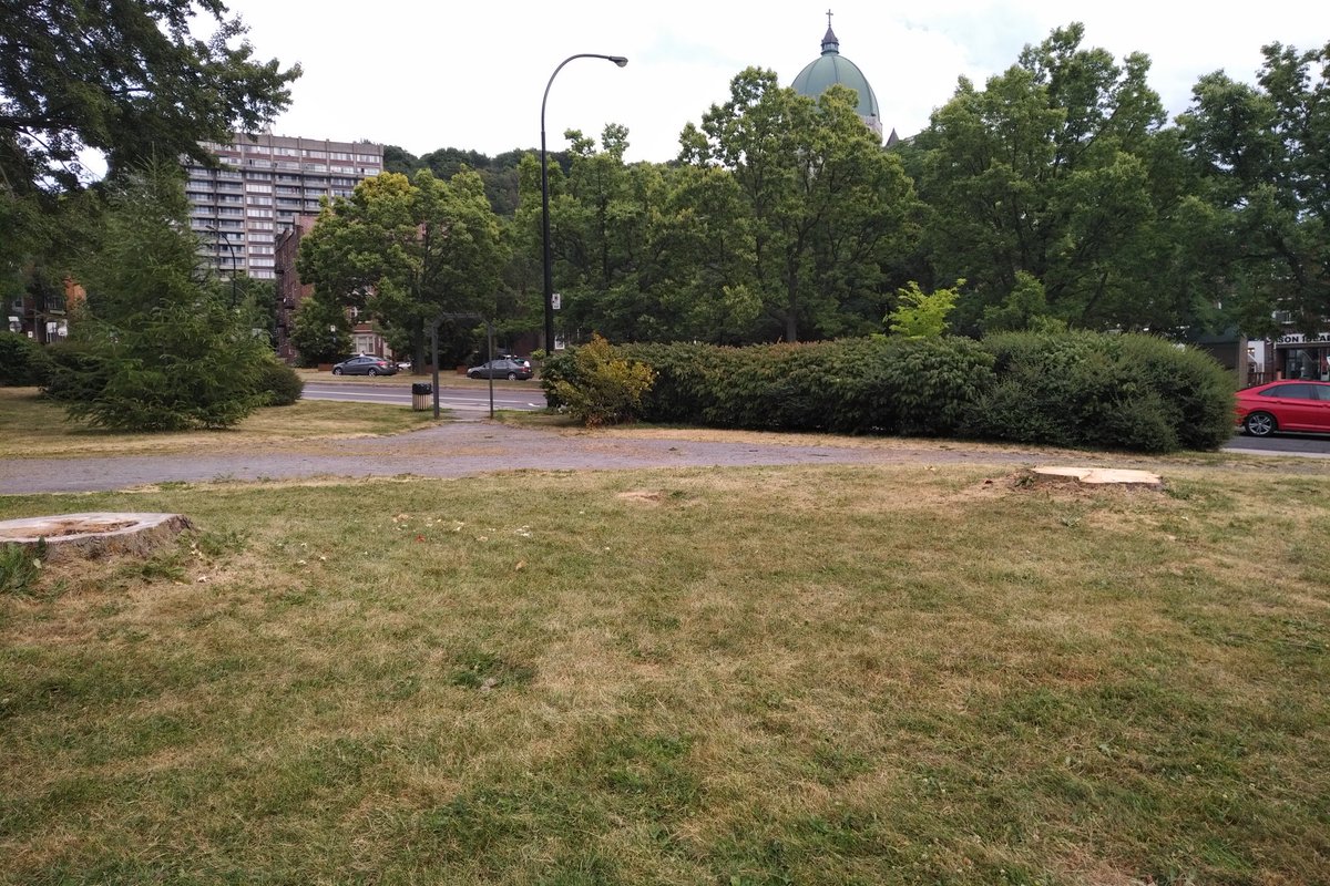 jenccrane's tweet photo. Really sad to see these mature trees chopped down in Troie Park CDN x Queen-Mary, along with at least two other mature trees. #canopy @CDN_NDG #CDNDG #polmtl https://t.co/XHvSwpYB4o