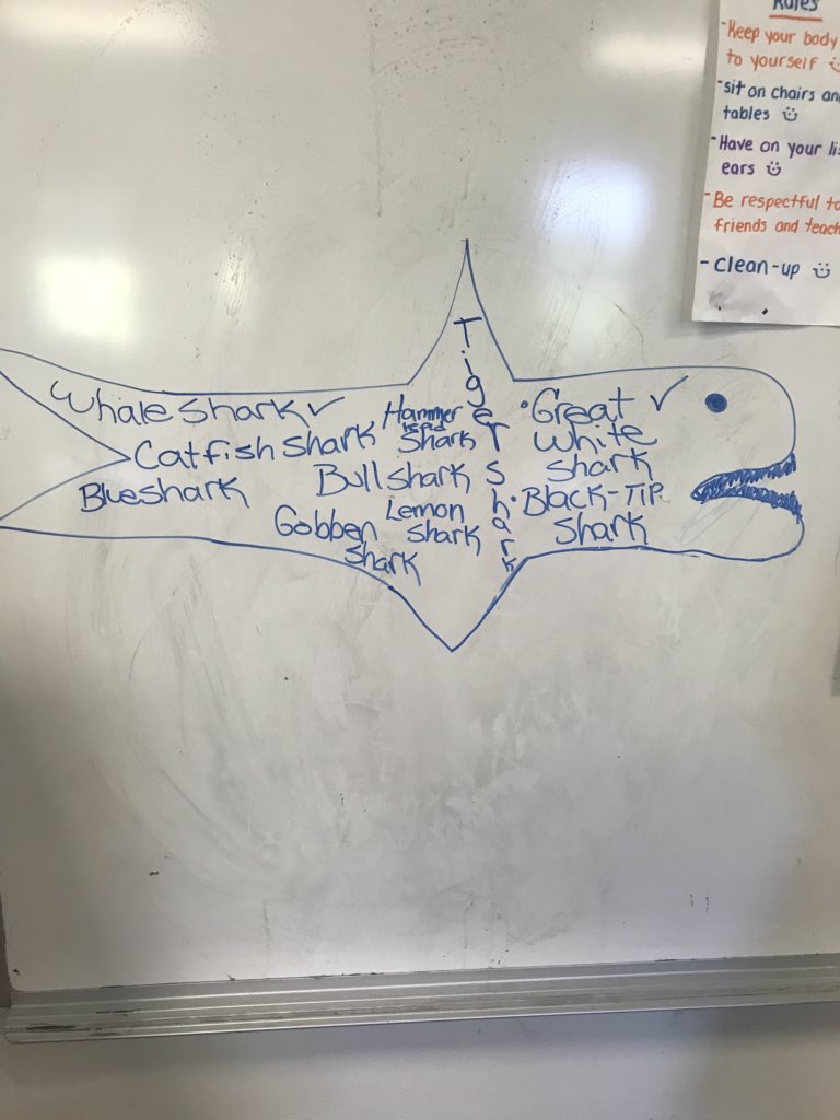 TheCLSSC's tweet photo. Today at morning meeting we talked about SHARKS! Miss Kimmie is a big lover of sharks and, apparently, the campers are too! They all came up with a type of shark and said which was their favorite! #summercamp #sharks #summerfun #morningmeeting @TheCampusSchool https://t.co/ZG7PTdDLxE